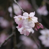 春のお彼岸　（高知・香美市）