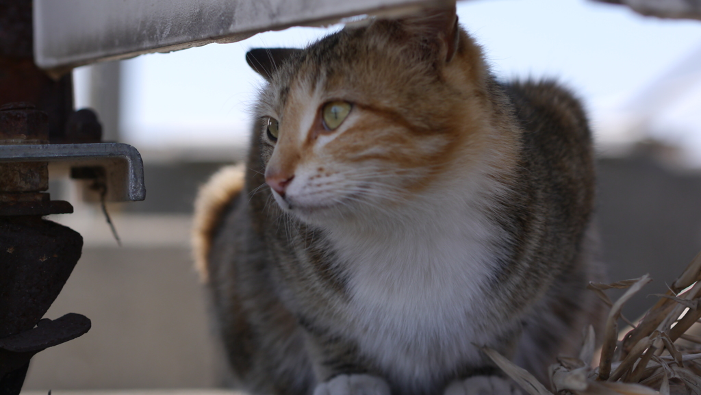 今日もノラ猫日和