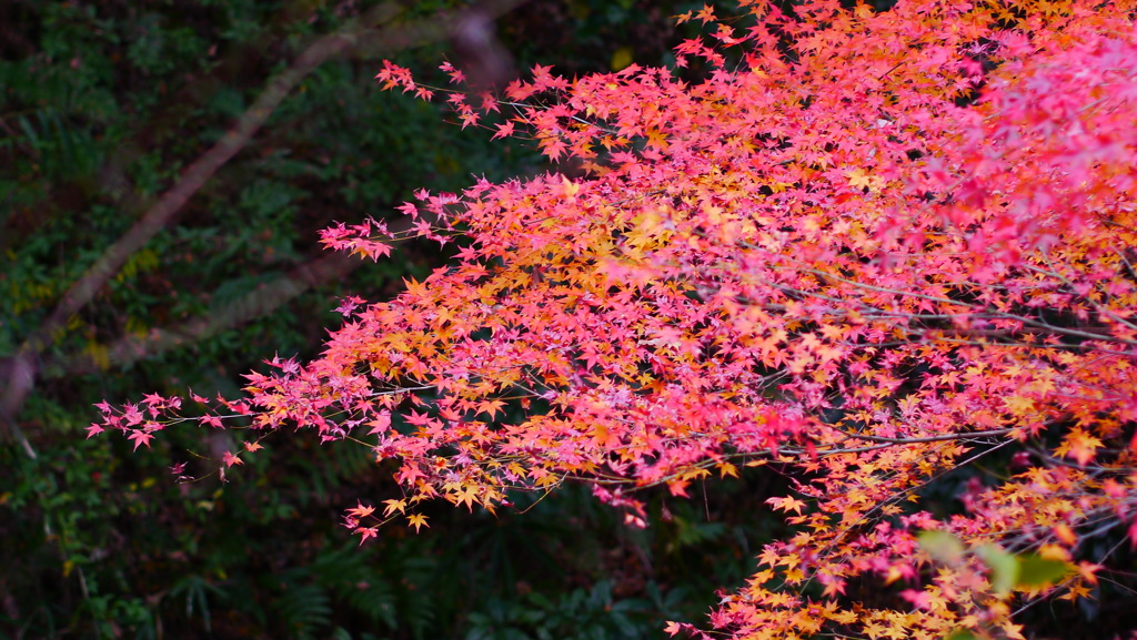 大阪貝塚・水間寺の紅葉