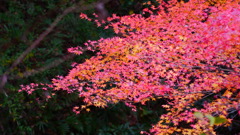 大阪貝塚・水間寺の紅葉