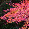 大阪貝塚・水間寺の紅葉