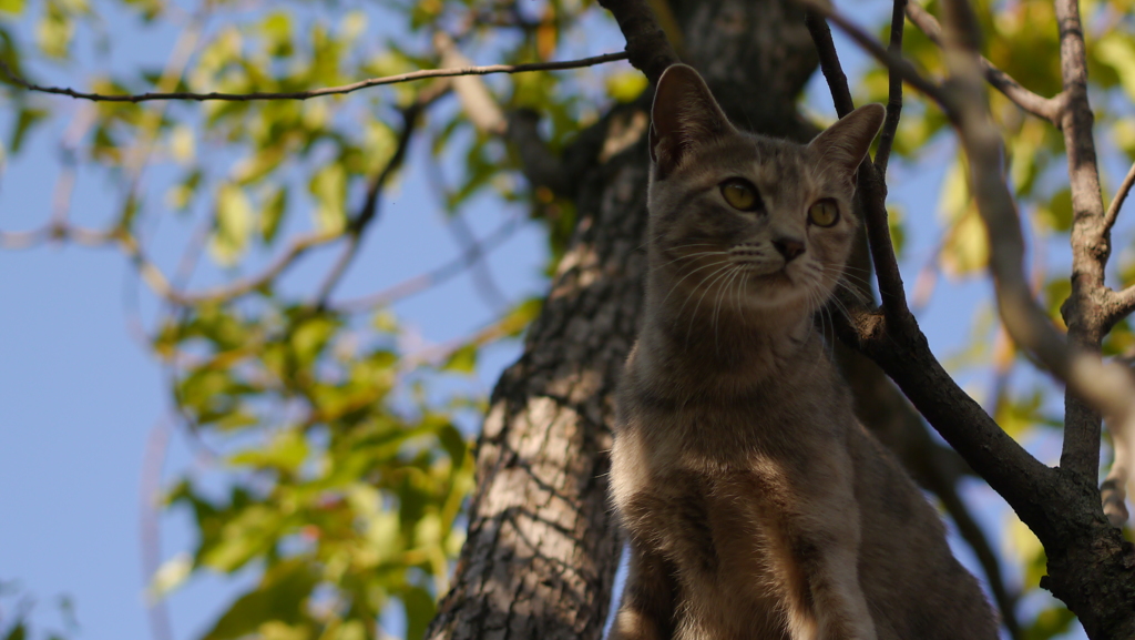 猫