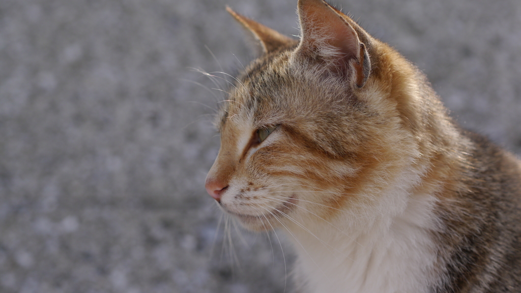 今日もノラ猫日和
