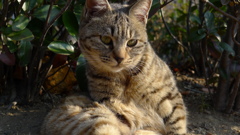 猫