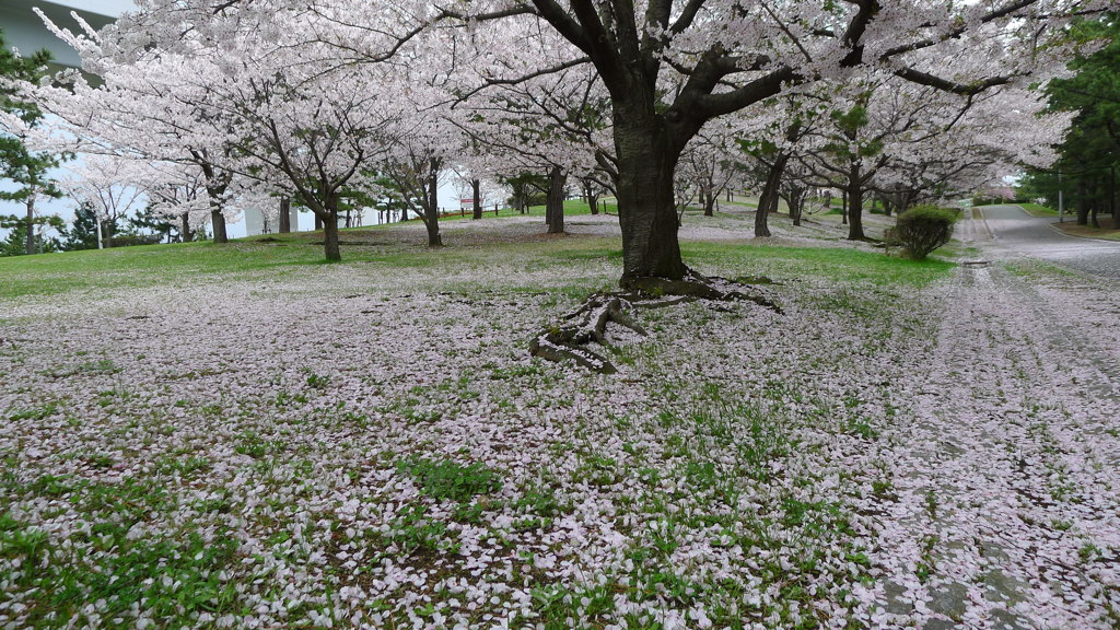 で、結局、桜はこんな風に。