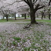 で、結局、桜はこんな風に。