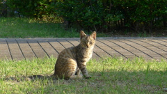 猫