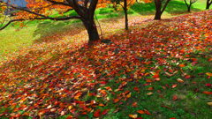 晩秋の公園で