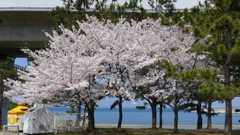 桜の花びらが舞い始めた。