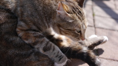 今日もノラ猫日和
