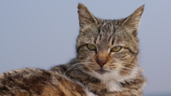 今日もノラ猫日和