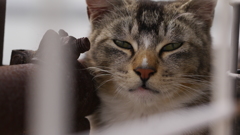 今日もノラ猫日和