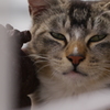 今日もノラ猫日和