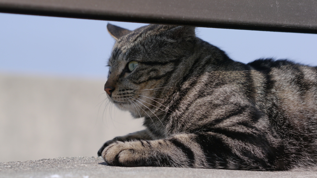 今日もノラ猫日和