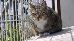 今日もノラ猫日和