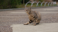 猫