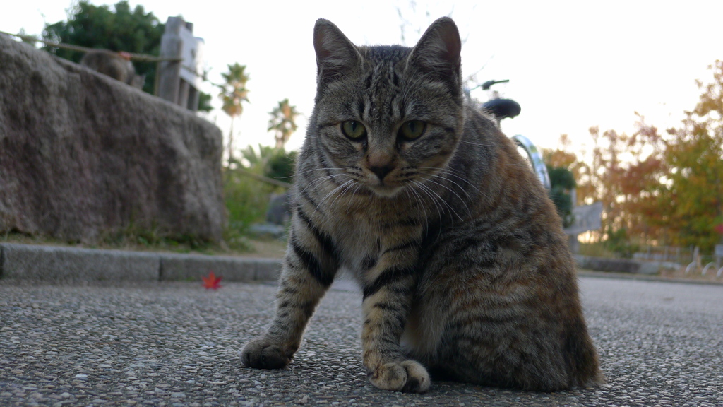 猫