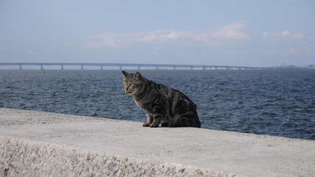今日もノラ猫日和