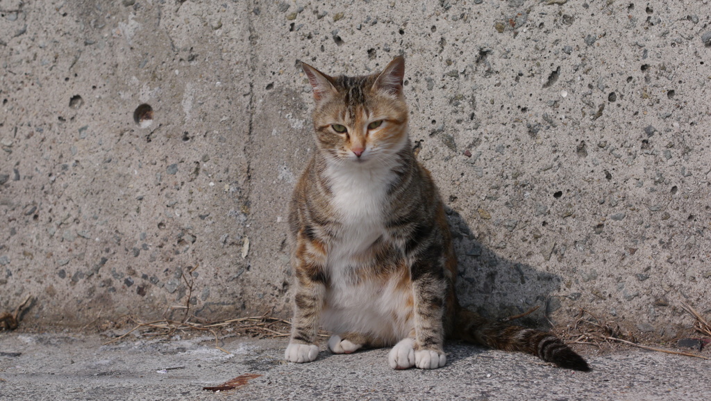 今日もノラ猫日和