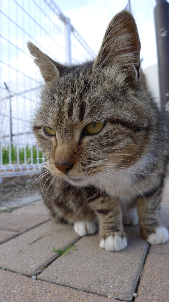 今日もノラ猫日和