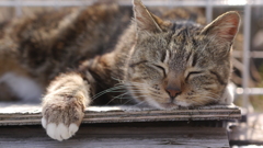 今日もノラ猫日和