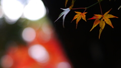 大阪貝塚・水間寺の紅葉