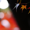 大阪貝塚・水間寺の紅葉