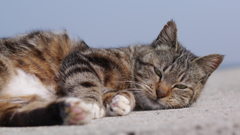 今日もノラ猫日和
