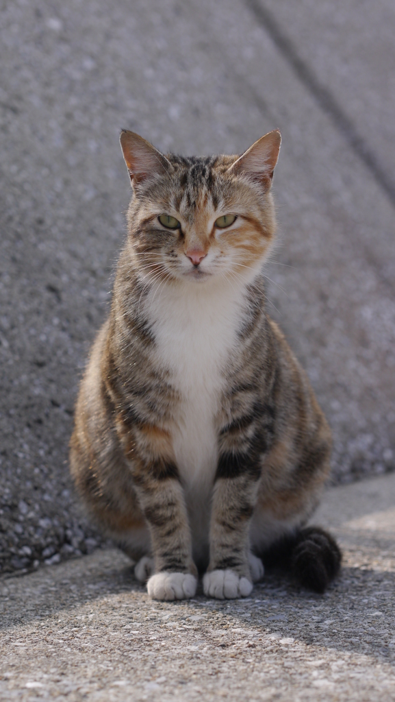 今日もノラ猫日和