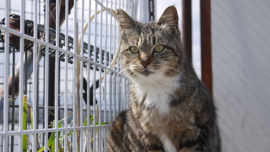 今日もノラ猫日和