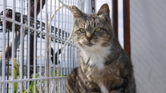 今日もノラ猫日和