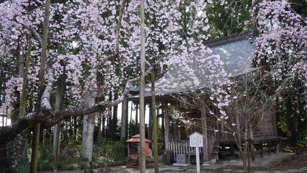早春３月…高知で散歩