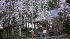 早春３月…高知で散歩