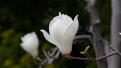 木蓮