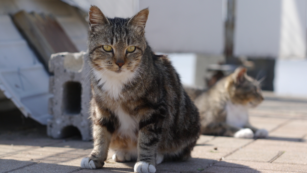 今日もノラ猫日和