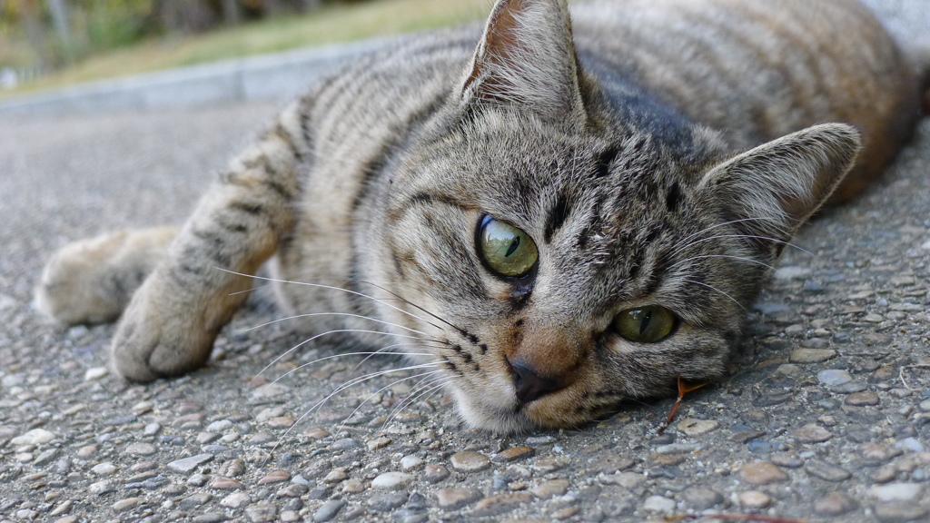 猫