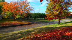 晩秋の公園で