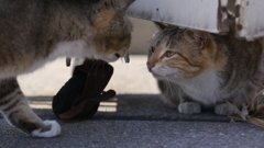 今日もノラ猫日和