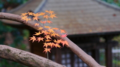 大阪貝塚・水間寺の紅葉