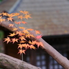 大阪貝塚・水間寺の紅葉