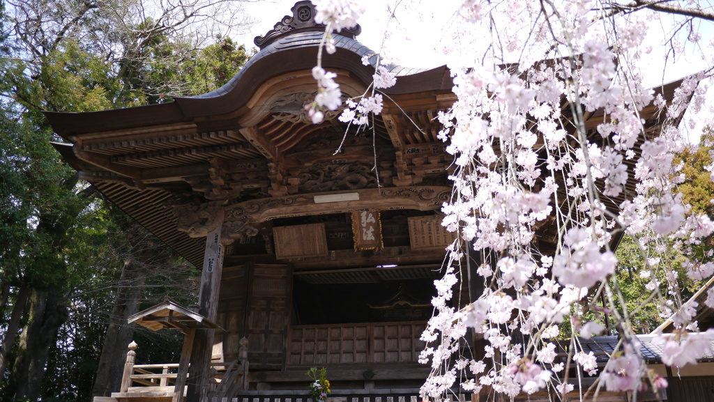 早春３月…高知で散歩