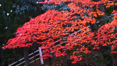 大阪貝塚・水間寺の紅葉