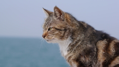 今日もノラ猫日和