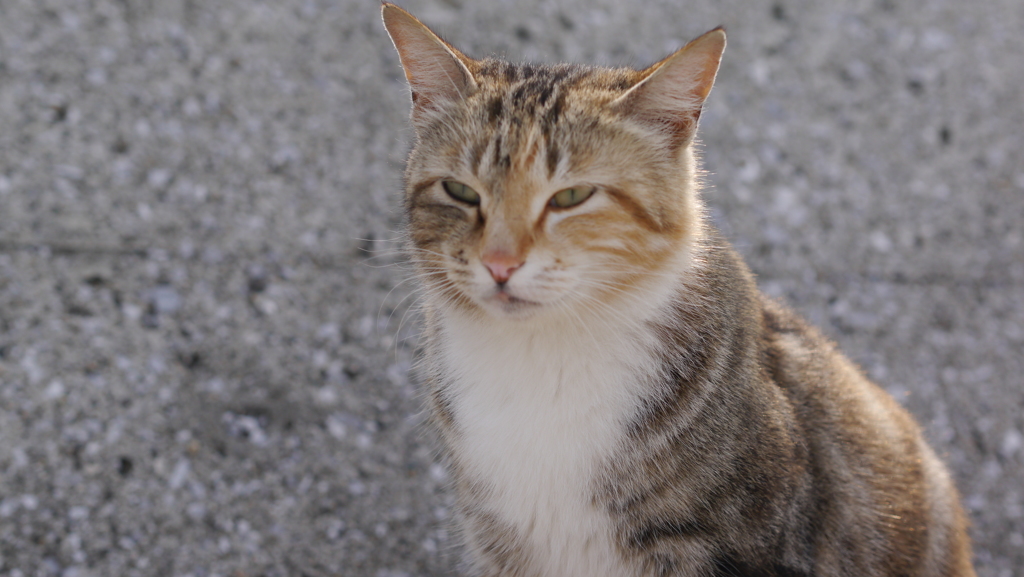 今日もノラ猫日和