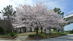 桜の花びらが舞い始めた。