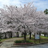 桜の花びらが舞い始めた。