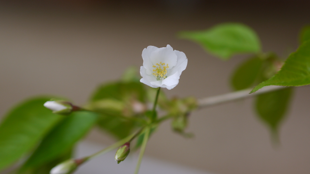 桜が咲き始めた