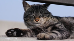 今日もノラ猫日和