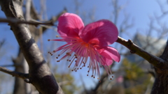 梅がチラホラ