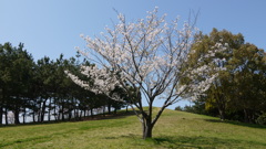 今日もお花見日和